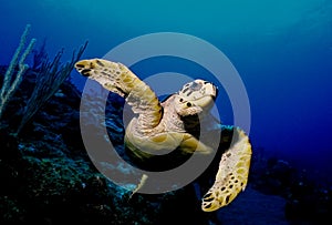 Hawksbill Turtle