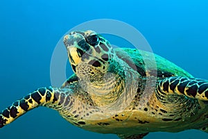 Hawksbill Turtle