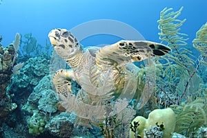 Hawksbill Turtle