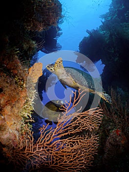 A Hawksbill Turtle and Angelfish on the wall of Santa Rosa in Cozumel