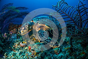 Hawksbill turtle Bahamas