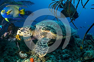 Hawksbill turtle Bahamas