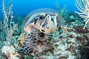 Hawksbill Turtle in Caribbean Waters