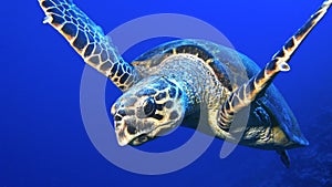 Hawksbill turtle close encounter