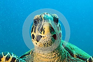 Hawksbill Turtle Close-up