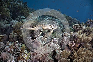 Hawksbill turtle, coral and ocean