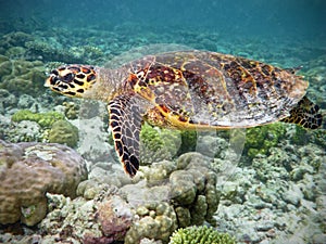 Hawksbill Turtle in coral reef photo