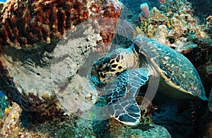 Hawksbill turtle and coral reef