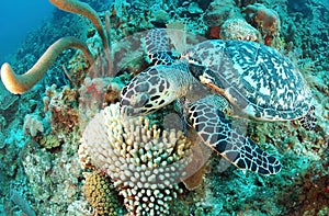 Hawksbill turtle and coral reef