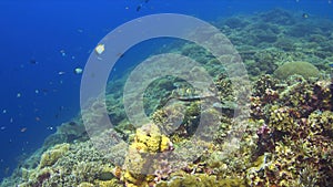 Hawksbill turtle on a coral reef 4K