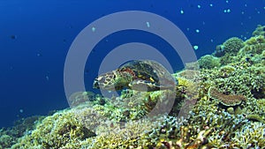 Hawksbill turtle on a coral reef 4K