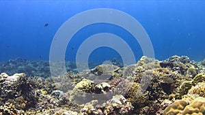 Hawksbill turtle on a coral reef 4K