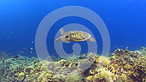 Hawksbill turtle on a Coral reef 4K