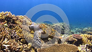 Hawksbill turtle on a Coral reef 4K