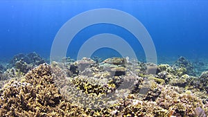 Hawksbill turtle on a Coral reef 4K