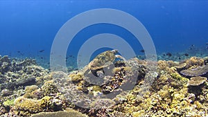 Hawksbill turtle on a Coral reef 4K