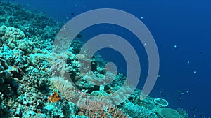 Hawksbill turtle on a Coral reef. 4K