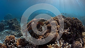 Hawksbill Turtle on a coral reef