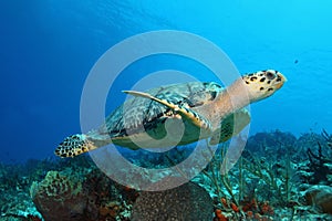 Hawksbill Turtle - Cozumel photo