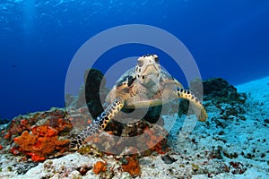 Hawksbill Turtle - Cozumel, Mexico