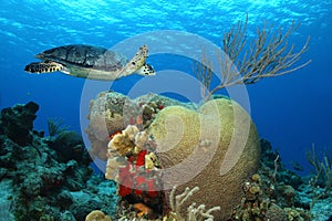 Hawksbill Turtle - Cozumel, Mexico photo