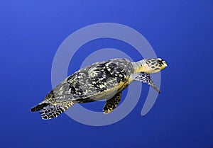 Hawksbill Turtle - Cozumel, Mexico