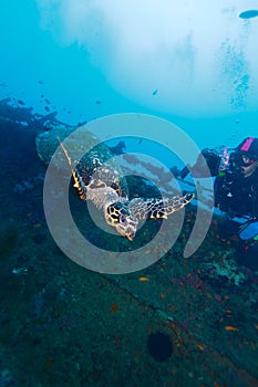 Hawksbill turtle and diver photographer