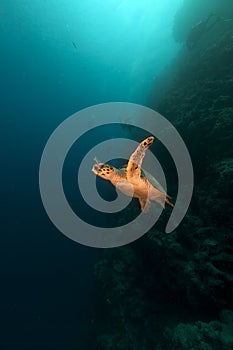 Hawksbill turtle and divers in the Red Sea.