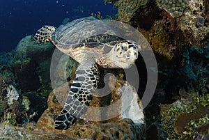 Hawksbill Turtle eating a sponge