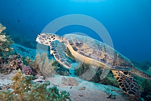 Hawksbill turtle (eretmochelys imbricata)