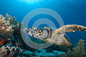 Hawksbill turtle (eretmochelys imbricata)