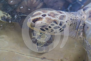 Hawksbill turtle & x28;Eretmochelys imbricata