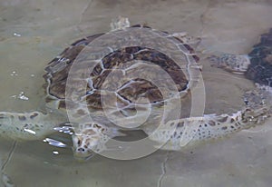 Hawksbill turtle & x28;Eretmochelys imbricata