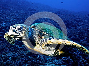 Hawksbill turtle (Eretmochelys imbricata)