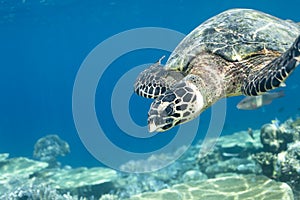 Hawksbill Turtle Eretmochelys Imbricata