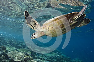 Hawksbill Turtle Eretmochelys Imbricata