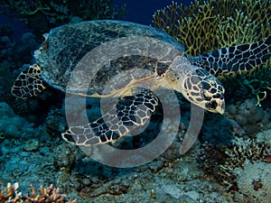 Hawksbill turtle (Eretmochelys imbricata)