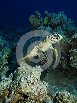 Hawksbill turtle (Eretmochelys imbricata)