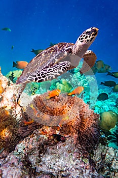 Hawksbill Turtle - Eretmochelys imbricata