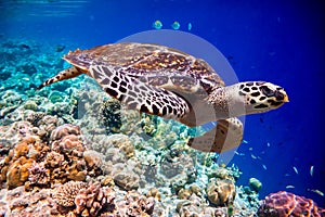 Hawksbill Turtle - Eretmochelys imbricata