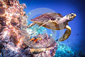 Hawksbill Turtle - Eretmochelys imbricata