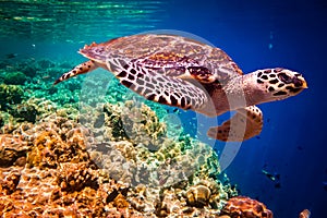 Hawksbill Turtle - Eretmochelys imbricata