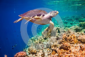 Hawksbill Turtle - Eretmochelys imbricata