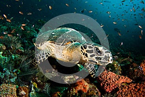 Hawksbill Turtle - Eretmochelys imbricata