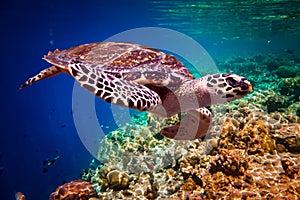 Hawksbill Turtle - Eretmochelys imbricata