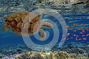 Hawksbill Turtle - Eretmochelys imbricata floats under water.