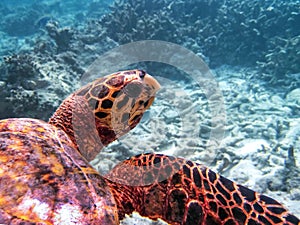 Hawksbill Turtle - Eretmochelys imbricata floats under water. Maldives Indian Ocean coral reef