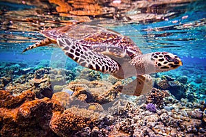 Hawksbill Turtle - Eretmochelys imbricata