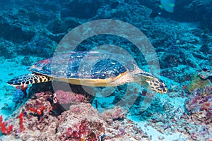 The Hawksbill Turtle (Eretmochelys imbricata) near Corals