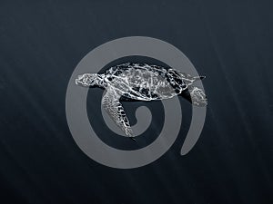 Hawksbill Turtle  - The Expanse